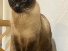-猫友咖啡店(玉林西路店)