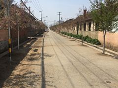 -莱阳濯村樱花园