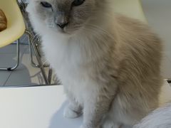 -怪兽屋·羊驼·猫咖·狗咖(俊华广场店)