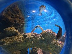 -锦艺城海洋馆