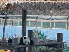 -西霞口神雕山野生动物世界