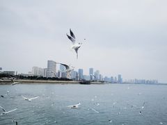 -琴岛之星摩天轮