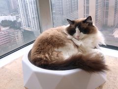 -Catmate·猫肥家润(金润铂宫店)
