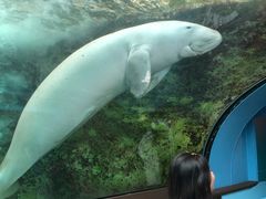 -悉尼海洋生物水族馆