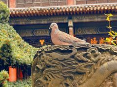 -成都市文殊院