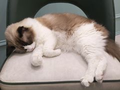 -安格丽娜·狗咖·猫咖羊驼咖(春熙路百盛商场店)