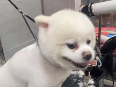 -宠福鑫康馨动物医院·骨科·眼科