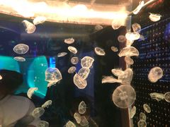 -多彩贵州城极地海洋世界