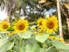 -海南热带野生动植物园