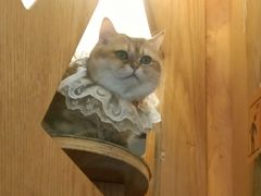-MOCHA明星猫咖(田子坊店)