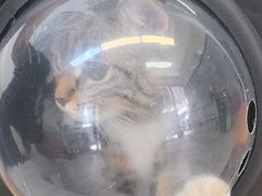 -爱妮康宠物医院·干细胞免疫细胞·肿瘤·心脏(张江店)