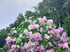 -三亚蜈支洲岛旅游区