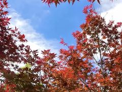 -广州市帽峰山景区