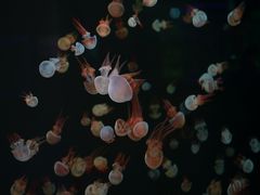 -石家庄极地海洋世界