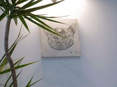 -猫里有甜