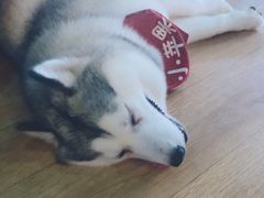 -Husky Go! 哈士奇体验馆·宠物咖啡厅狗咖