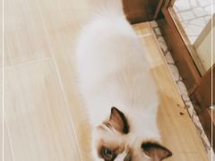 -momokira米努特·德文卷毛猫·棉花面纱犬