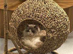 -飞行喵MR PILOT|猫舍·猫咖(静安大融城店)