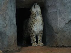 -青藏高原野生动物园