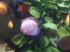 -芽庄珍珠岛游乐园