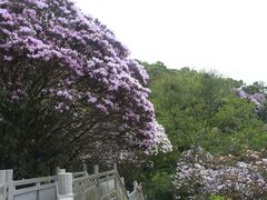 -梧桐山风景名胜区