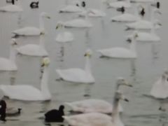 -烟墩角天鹅湖