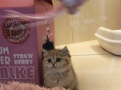 -momokira米努特·德文卷毛猫·棉花面纱犬