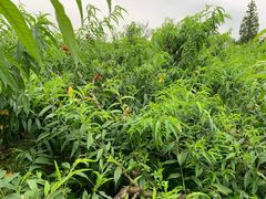 -南汇新场正宗水蜜桃采摘