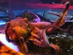 -暹罗海洋世界