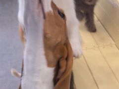 -有喵·猫咖·狗咖·30几只猫10只小狗(岗厦店)