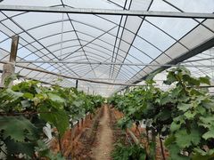 -马陆小张葡萄园农家乐