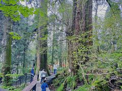 -天目山大树王景区