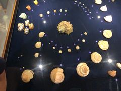 -青岛贝壳博物馆
