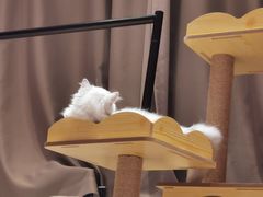 -爱诺耐芙动物医院(万博店)