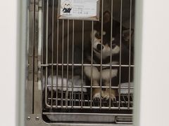 -瑞派康怡24h宠物医院·犬猫医疗中心·微创绝育(瑞景分院)