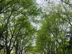 -蠡湖中央公园