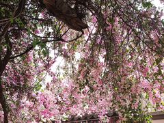 -深圳国际园林花卉博览园