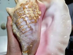 -青岛贝壳博物馆