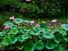 -国家植物园南园