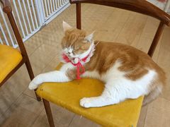 -Let's go狗咖·猫咖·奶狗·桌游(春熙路IFS店)