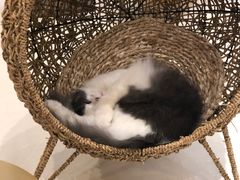 -飞行喵MR PILOT|猫舍·猫咖(静安大融城店)