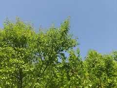 -伊犁河景区