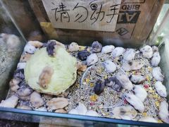 -双季花艺园艺市场(浦东店)