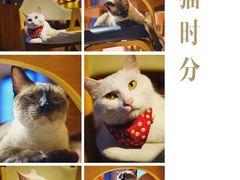 -猫咖时代(中山亭店)