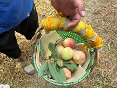 -老袁家蜜桃农场·阳山水蜜桃