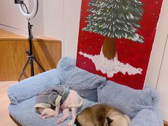 -有猫主题·治愈系猫咖(曾厝垵店)