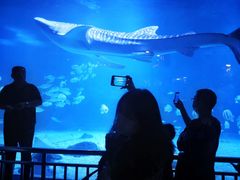 -烟台海昌鲸鲨海洋公园