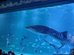 -烟台海昌鲸鲨海洋公园