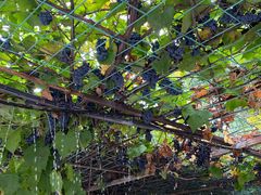 -北京龙庆四季香农家饭庄·灶台鱼·碳烤虹鳟鱼(龙庆峡店)