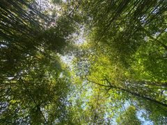 -桤木河湿地公园